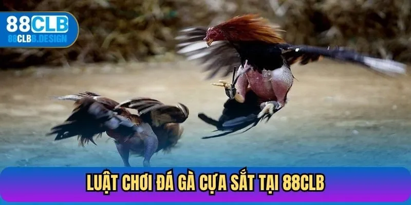 Luật chơi đá gà cựa sắt tại nền tảng 88CLB