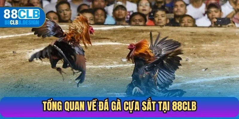Tổng quan về đá gà cựa sắt tại 88CLB